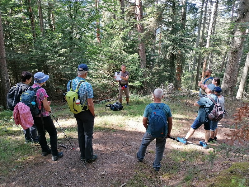 Gesundheitswanderung - Schramberger Wald