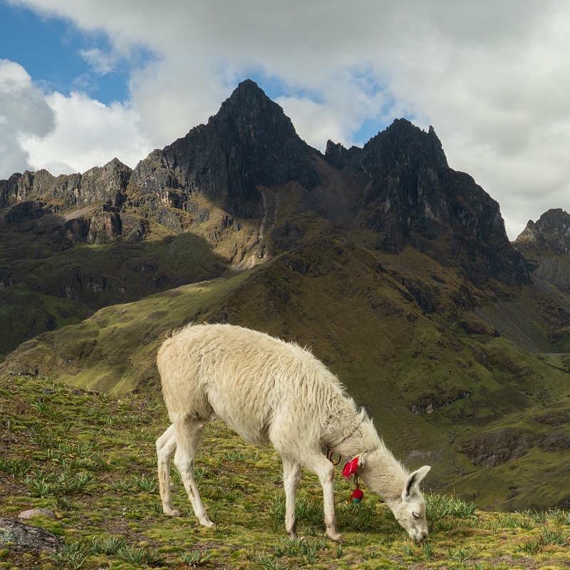 Mit Lamas durch die Anden - Eine Reise mit den Nomaden Perus - ein Vortrag von Julia Thonig