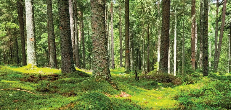 Wald